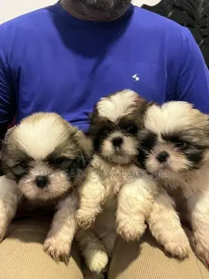 Sih Tzu Puppies