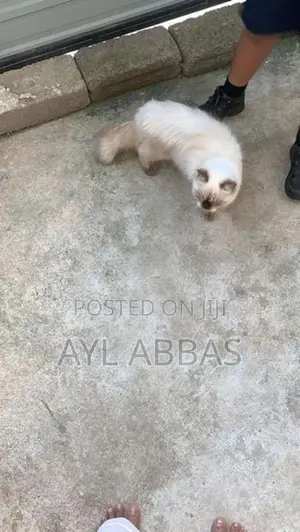Himalayan Pure Breed Male Cat