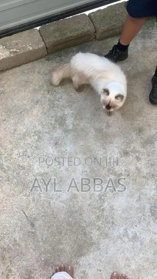 Himalayan Pure Breed Male Cat