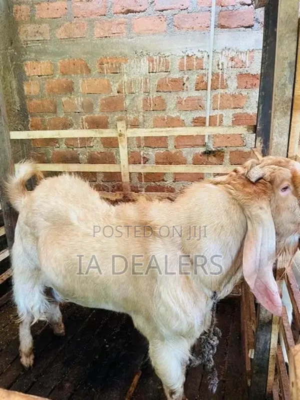 Jamnapari Goats