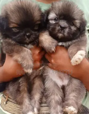 Shih Tzu Puppies