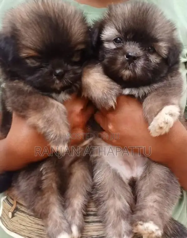 Shih Tzu Puppies