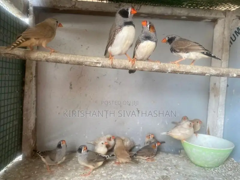 finches