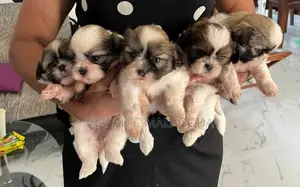 Sih Tzu Puppies
