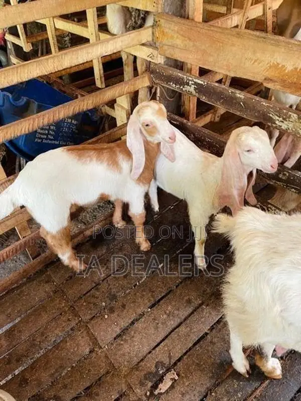 Jamnapari Goats