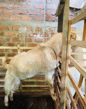 Jamnapari Goats