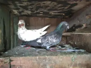 Pigeon