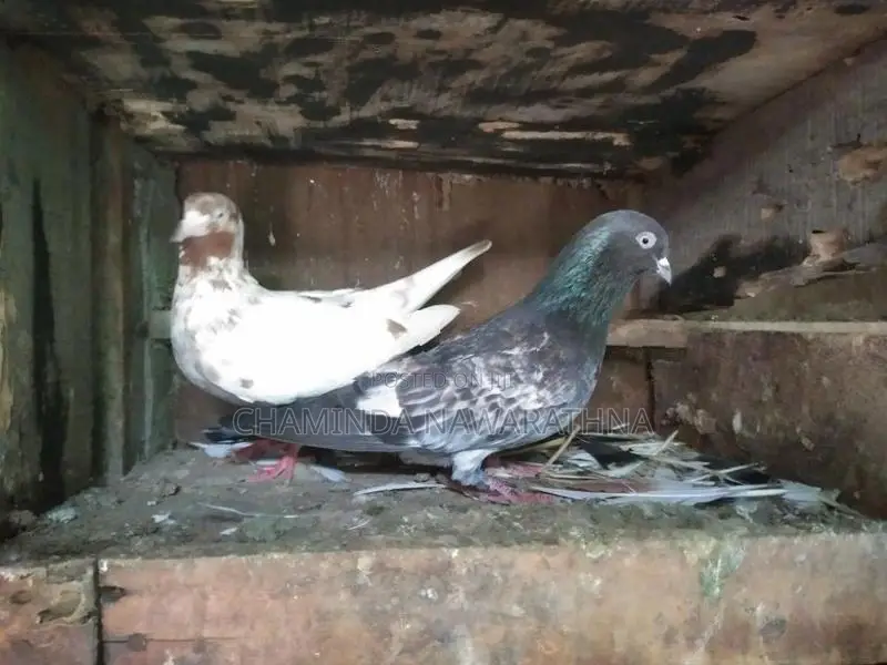 Pigeon