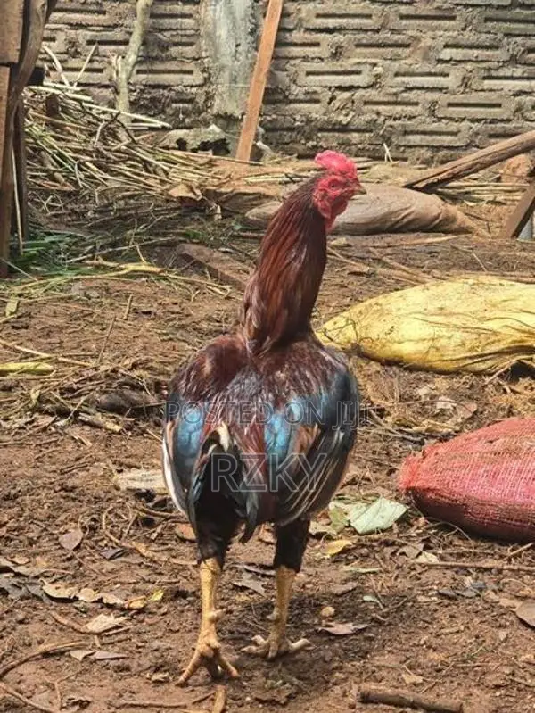 Aseel Rooster