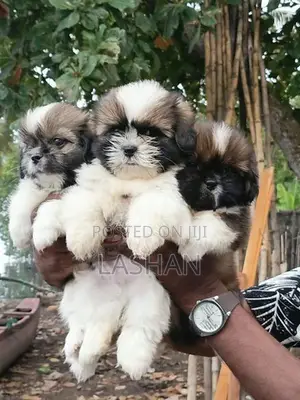 Shih Tzu Male Puppies