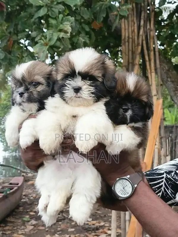 Shih Tzu Male Puppies