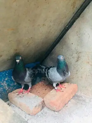 Racing Homer Pigeons