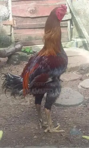 Rooster