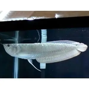 Silver Arowana Fish