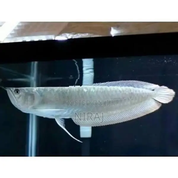 Silver Arowana Fish
