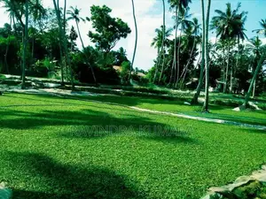 New Malaysian grass carpet.