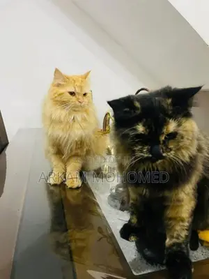 Persian Cats - Kandy
