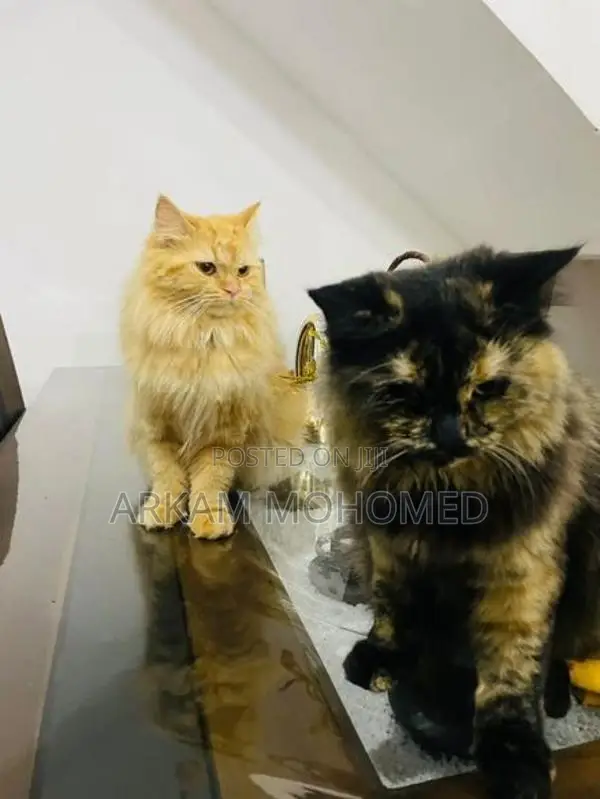 Persian Cats - Kandy
