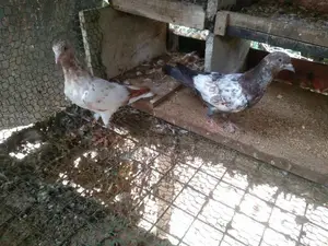 Pigeon