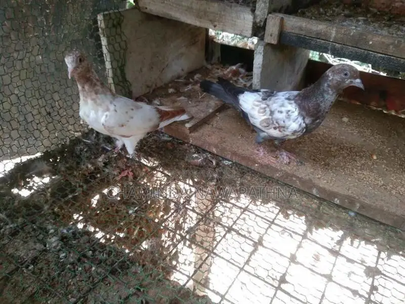 Pigeon