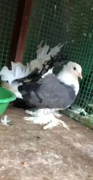 Pigeons