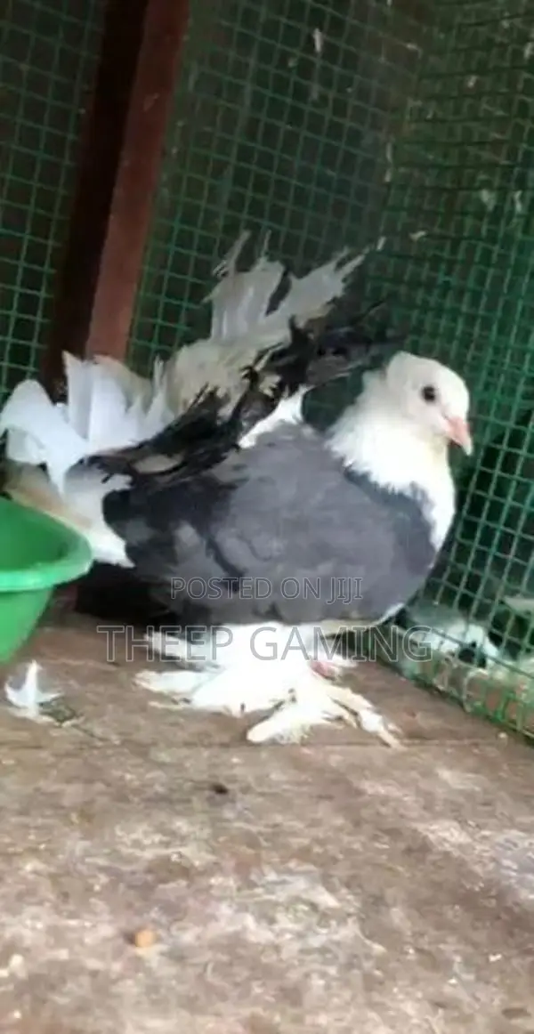 Pigeons