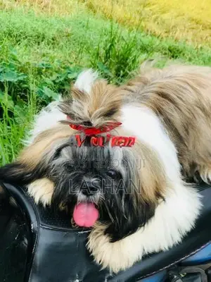 Shih Tzu Male Puppies