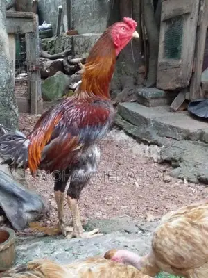 Rooster