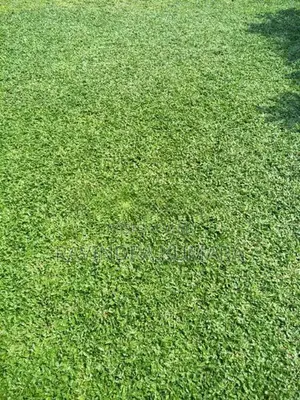 New Malaysian grass carpet.