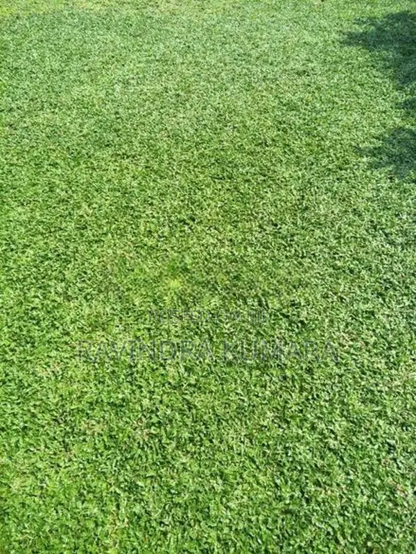 New Malaysian grass carpet.