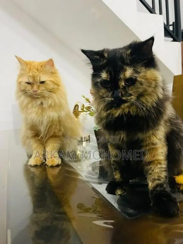 Persian Cats - Kandy