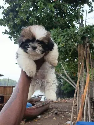 Shih Tzu Male Puppies