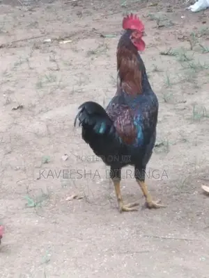 ගම් කුකුලෙක්