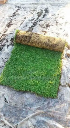 New Malaysian grass carpet.