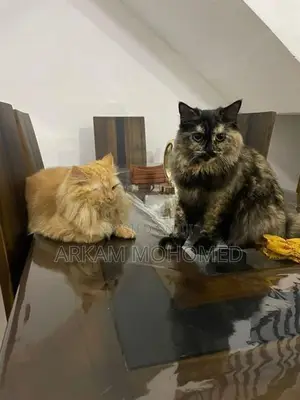 Persian Cats - Kandy
