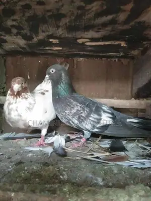 Pigeon