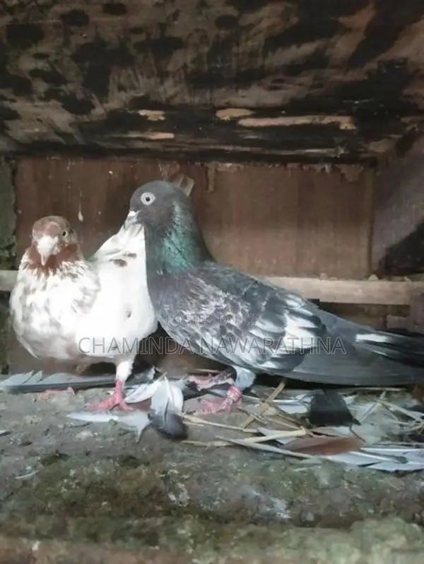 Pigeon