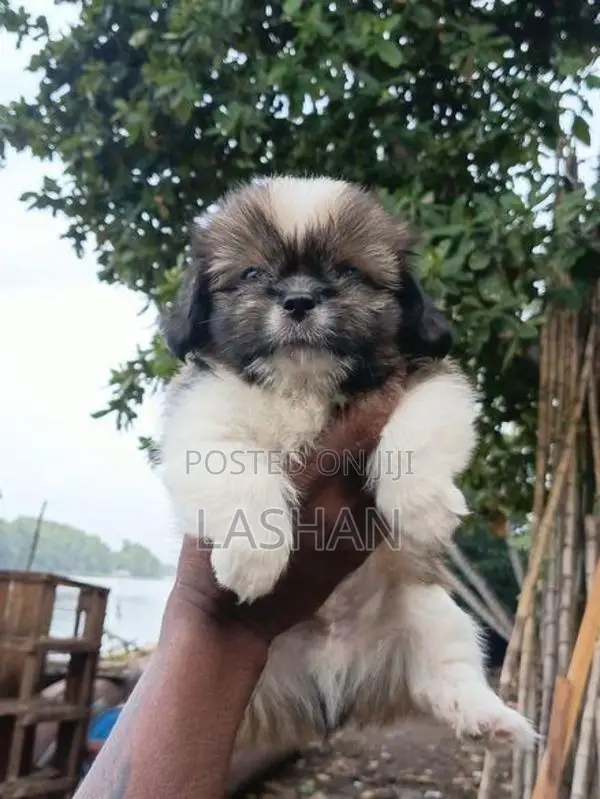Shih Tzu Male Puppies