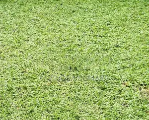 New Malaysian grass carpet.
