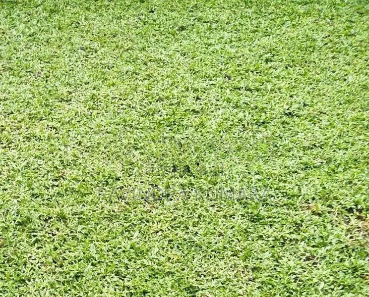 New Malaysian grass carpet.