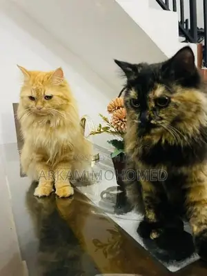 Persian Cats - Kandy