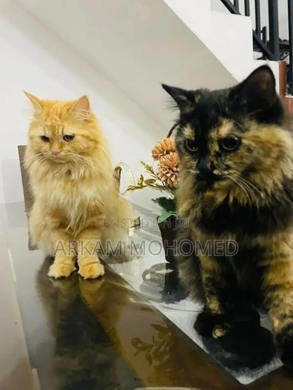 Persian Cats - Kandy