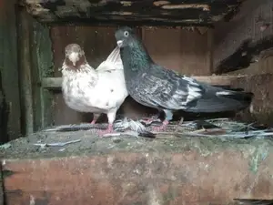 Pigeon
