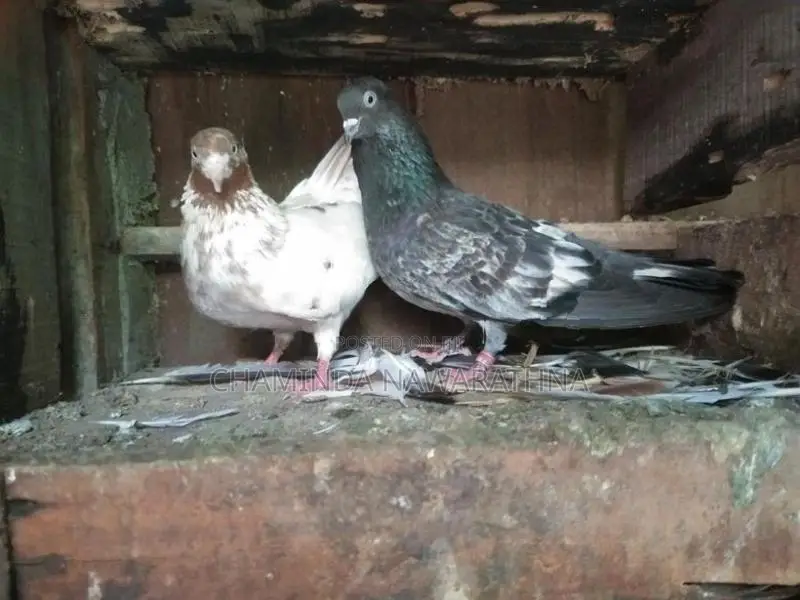 Pigeon