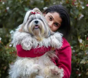 Shih Tzu Male Puppies