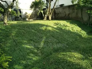 New Malaysian grass carpet.