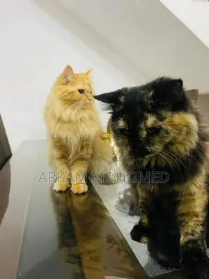 Persian Cats - Kandy