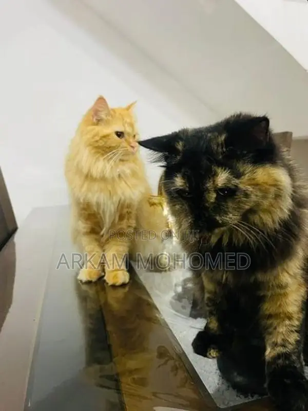 Persian Cats - Kandy