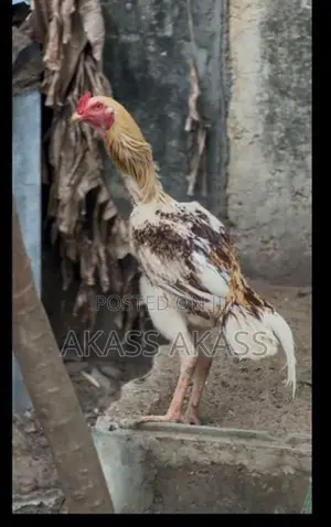 rooster