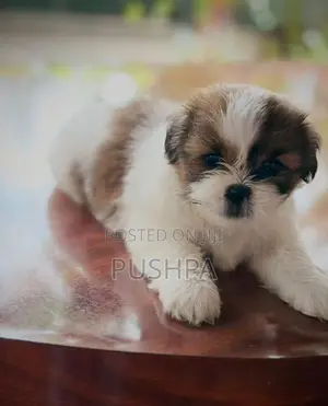 Shih Tzu Puppies
